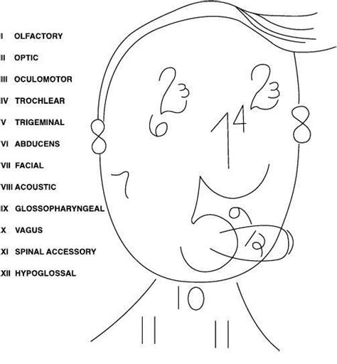 Dirty Cranial Nerve Mnemonic Cranial Nerves Mnemonic Google Search ...