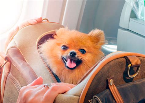 Viajar Con Mascota Tips Para Viajes Sin Problemas Colm Dica