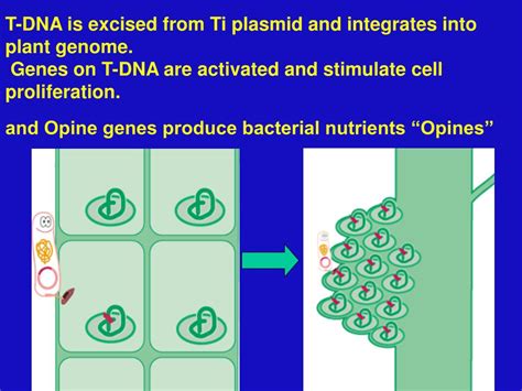 Ppt T Dna Mutagenesis Powerpoint Presentation Free Download Id262221