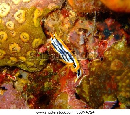 Orange-Blue Sea Slug Stock Photo 35994724 : Shutterstock