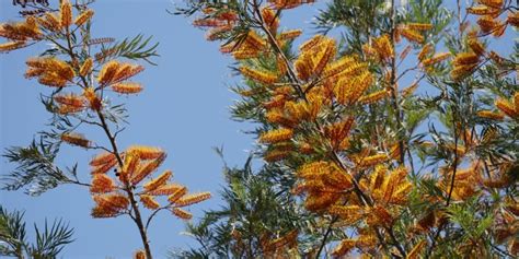 Grevillea Robusta Lifespan, Growth and Care Guide - GFL Outdoors