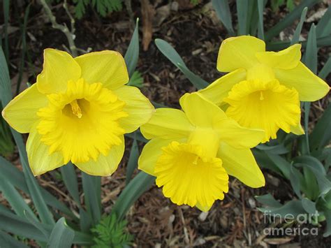 Vivid Yellow Photograph by Anne Ditmars - Fine Art America