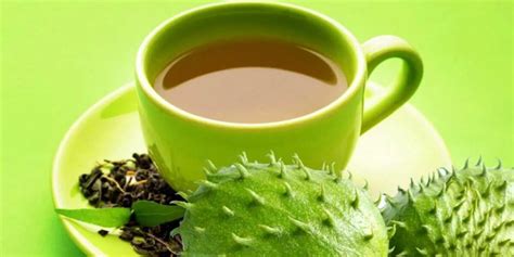 Soursop Leaf Tea For Weight Loss Pros And Cons Legitng