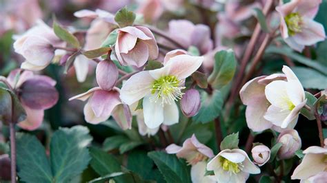 Hellebore Varieties 10 Stunning Types To Grow Homes And Gardens