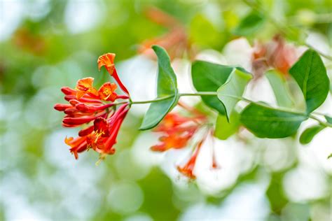 Honeysuckle Bush Pruning