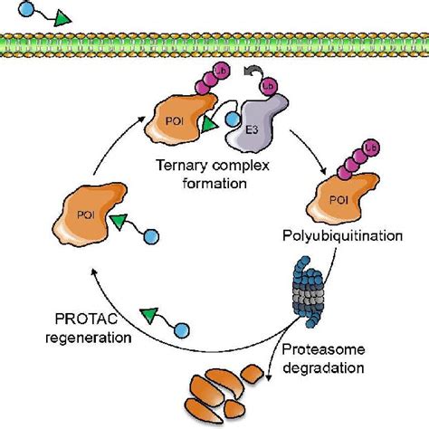 Schematic PROTAC Mediated Protein Degradation PmPD PROTAC Induces