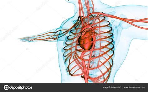 Sistem Sirkulasi Manusia Anatomi Jantung Foto Stok Magicmine