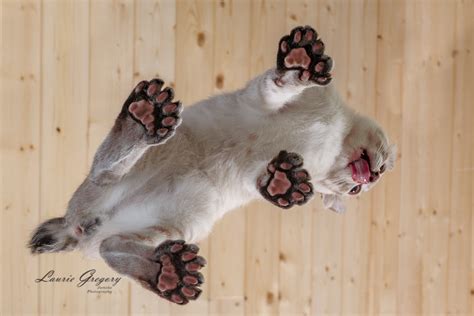 Polydactyl cat | Jumoke Photography