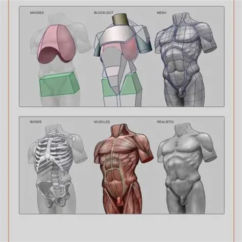 The Top Best Tools for Mastering Human Anatomy Drawing – LUNAR ★ MIMI