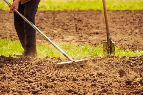 Senior Farmer Working with Rakes Stock Image - Image of growing, moving: 218066121