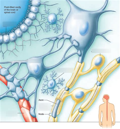 neuron and neuroglial cell Diagram | Quizlet