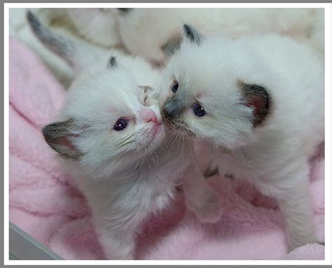 First Kiss Kittens Cats Kiss Animals Hd Wallpaper Peakpx