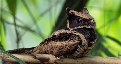 Great Eared Nightjar The Bird That Looks Like A Baby Dragon