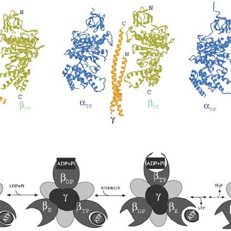 The mitochondrial F1Fo -ATP-synthase subunits | Download Scientific Diagram