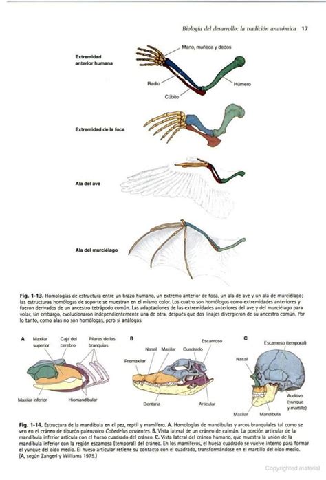 Biolog A Del Desarrollo Gilbert A Edici N Pdf