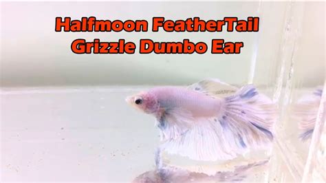 Ikan Cupang Halfmoon Feathertail Grizzle Dumbo Ear Youtube