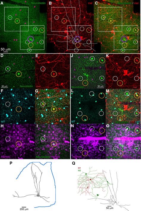 RACs Are Tracer Coupled To M2 IpRGCs And Other Neurons Of The GCL AC