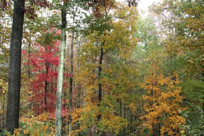 Temperate Broadleaf Forest - Travel the Biomes (Jones 2A/3A)