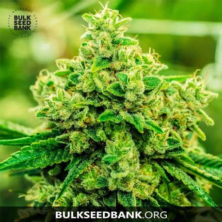 Cannabis Indica Seeds Good Wild Shark Bulk Seed Bank Villabafo