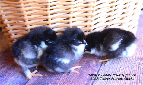 Black Copper Chicks Resize Tarbox Hollow Poultry