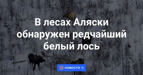 В лесах Аляски обнаружен редчайший белый лось - Новости Mail.ru