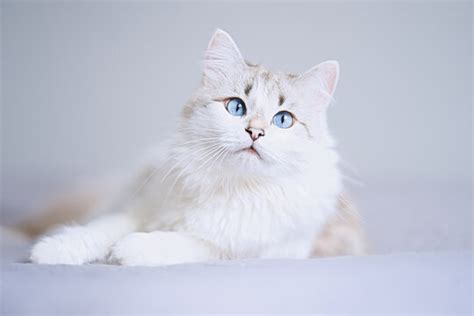 Cute White Cat Blue Eyes