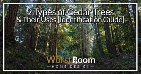 9 Types of Cedar Trees & Their Uses [Identification Guide] - Worst Room