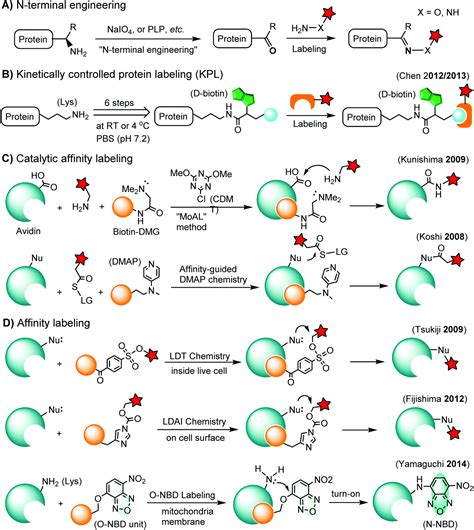 Selective Chemical Labeling Of Proteins Organic Biomolecular