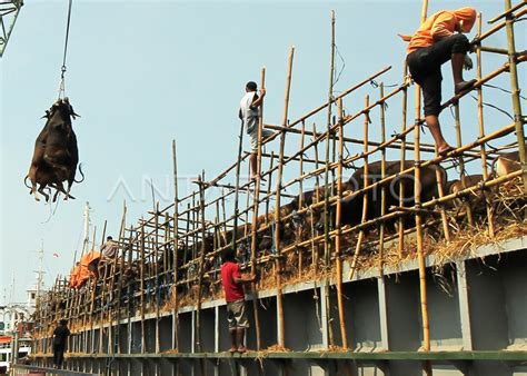 MENURUNKAN SAPI DARI KAPAL ANTARA Foto