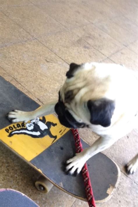 Skating Pugs Are Good Pugs