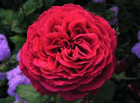 Роза чайно-гибридная Госпел – купить в питомнике Дирижер Сада