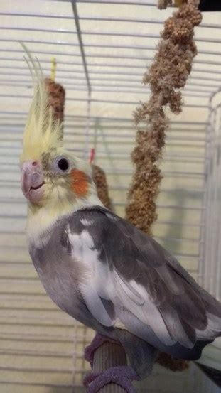 Cockatiel Hissing What It Means And How You Should React Caring For Feathers