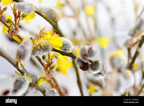 Spring Easter Willow Branches With Small Silvery Fur Buds Also Known As Pussy Willow Stock