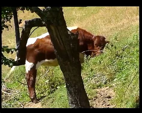 Highlander Full German Movie Eating Pussy Eating Pussy Porn XHamster