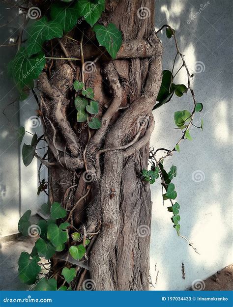 Zweigen Des Alten Efeus Twining Um Einen Zypressenbaum Stockbild Bild