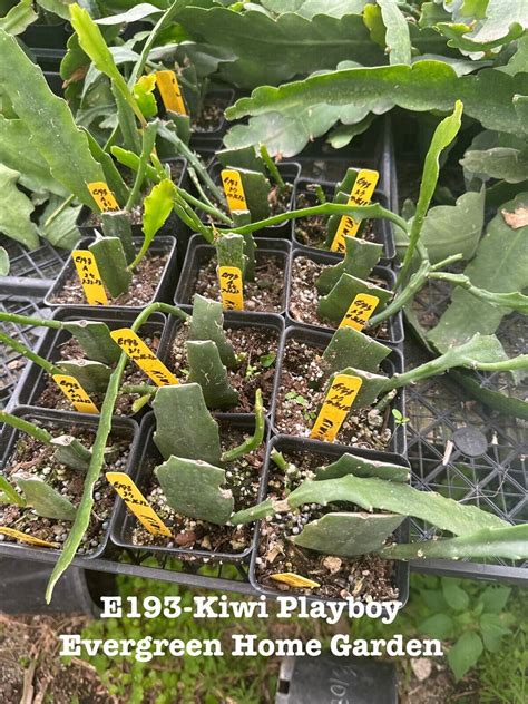 Rooted Epiphyllum Orchid Cactus “kiwi Playboy “growing In 4” Starter Pot Ebay