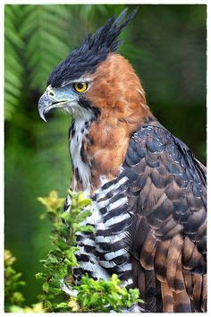 20 Best ornate hawk eagle ideas | hawk eagle, pet birds, birds of prey