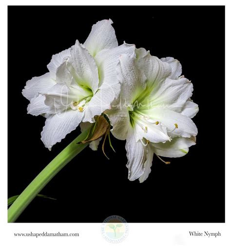 Amaryllis Hippeastrum White Nymph In The Amaryllis Database