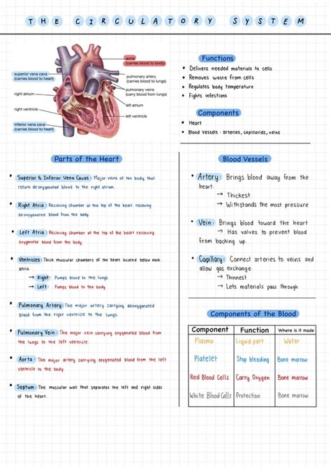 The Anatomy Of The Heart And Its Major Functions Info Sheet For