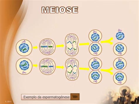 Reprodução Sexuada Meiose E Fecundação