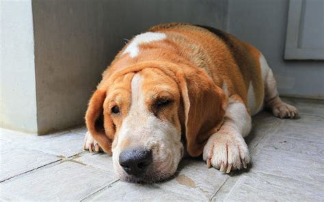 La Obesidad En Las Mascotas