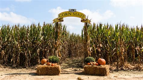 best apple picking and corn maze near me - Prestigious Memoir Picture ...