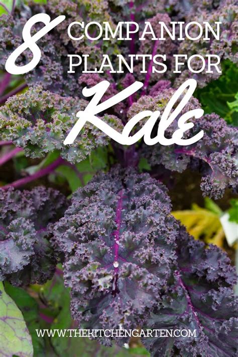 8 Of The Best Companion Plants For Kale The Kitchen Garten