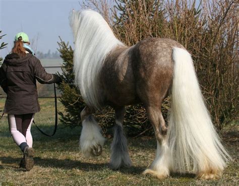 Pin On Race Irish Cob Gypsy Cob Cob Irlandais Tinker Cheval De