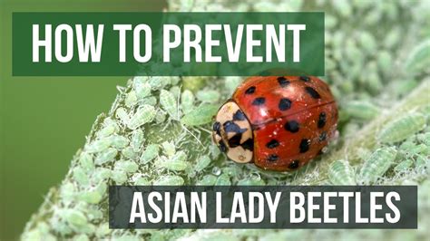 Top Notch Info About How To Prevent Asian Beetles Settingtooth