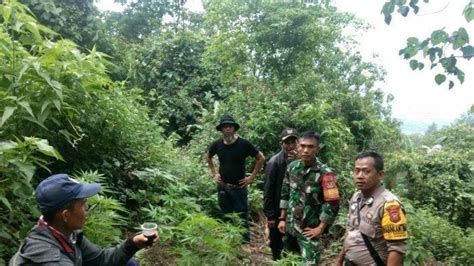 Kisah Penemuan Ladang Ganja Di Gunung Guntur Garut Ditemukan Warga