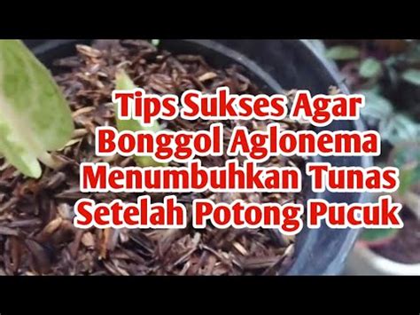 Tips Sukses Potong Pucuk Aglaonema YouTube