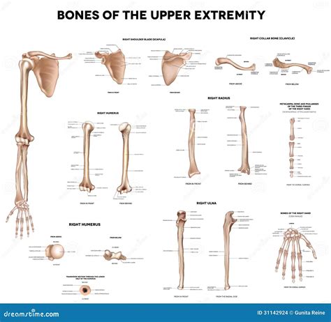 Huesos De La Extremidad Superior Ilustración del Vector Ilustración