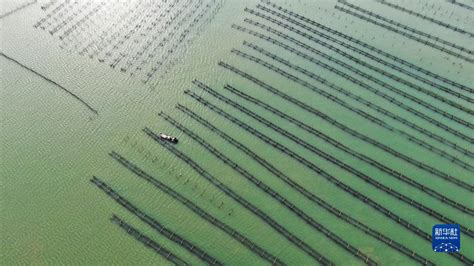 Industri Akuakultur Berkembang Maju Di Raoping