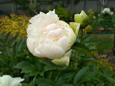 Paeonia ‘Corinne Wersan’ - Садовые ноты